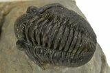 Bargain, Detailed Gerastos Trilobite Fossil - Morocco #323178-3